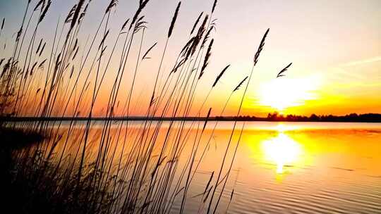 湖畔夕阳下的植物特写