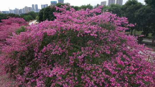 深圳龙华观澜花开异木棉生态