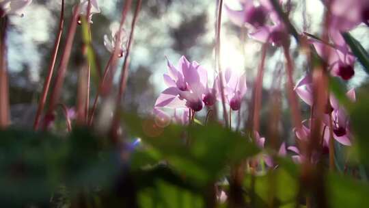 草丛中粉色花朵的特写