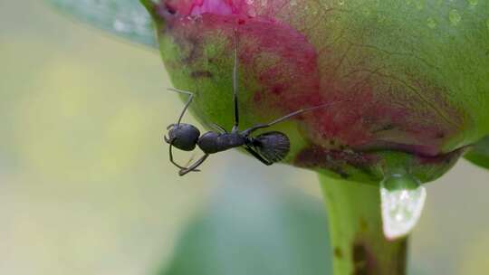 芍药花苞下的蚂蚁，微距升格特写