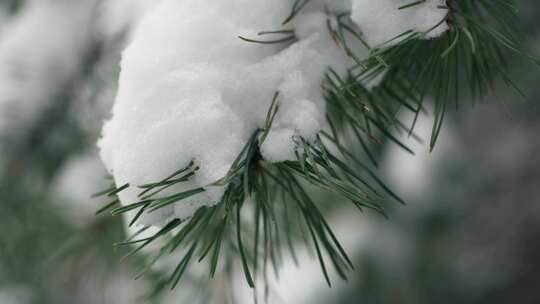 分支，雪，冬天，冰