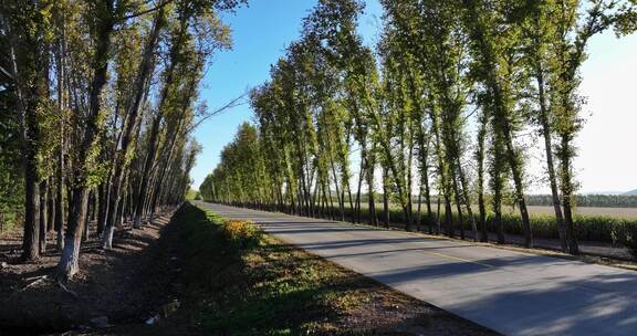 两边是白桦树的乡村道路航拍