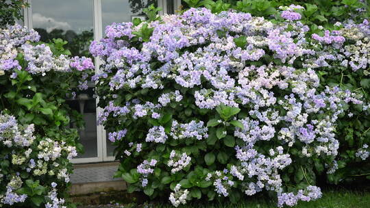 花园花海鲜花绣球花夏季夏天