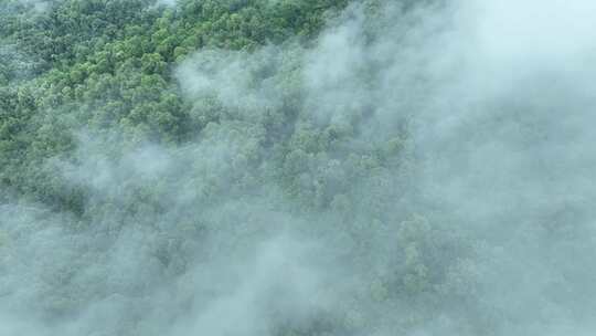 云雾森林云海树林航拍森林雨天森林俯拍树林