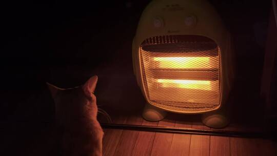 猫在夜晚取暖