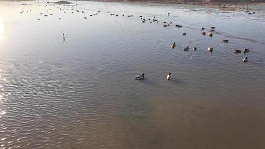 航拍鸟类栖息地 航拍鸟 湿地 航拍湿地