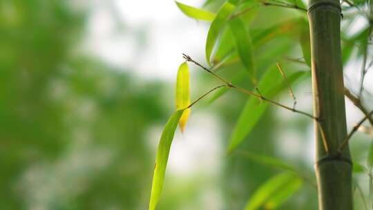 竹林  竹子  竹叶  绿色  阳光  植物