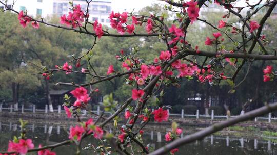 春天海棠花树