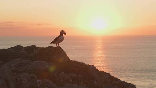 长焦拍摄黄昏下的大西洋海雀
