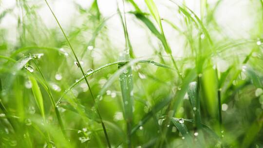 青草沾露水的草地4k