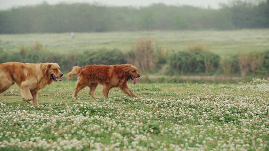 两只金毛犬在草地上玩耍结伴