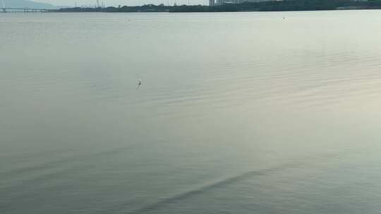 平静海面湖面上的一只孤鸟在觅食