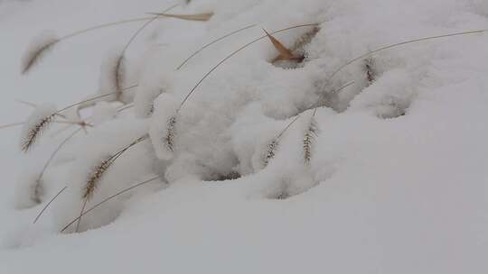 雪中的野草