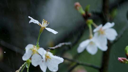春天雨季樱花