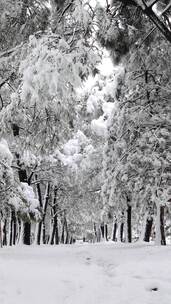 雪覆盖的松树森林景象