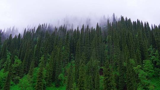 云海中的松林