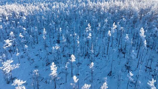 航拍林海雪原银色松林