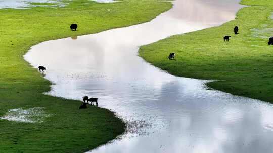 西藏雪山脚下草原上河流边的牦牛群唯美航拍