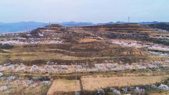 春日山涧沟壑遍野开满杏花