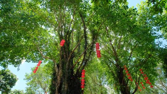 夏天阳光穿过树枝树叶光斑逆光太阳菩提树荫