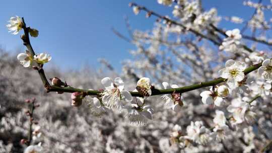 中国广东省广州市从化区广州流溪梅花节