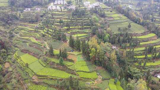 大山里的绿色茶园美景景色航拍