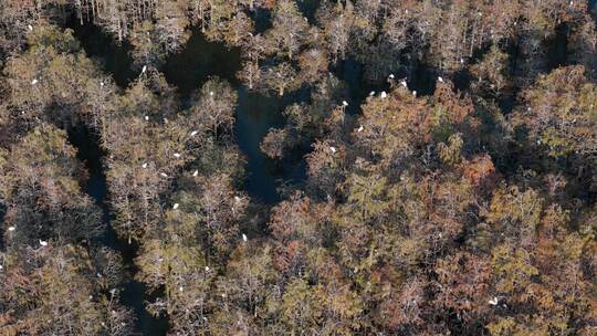 佛山市顺德伦教大涌水杉湿地候鸟白鹭群