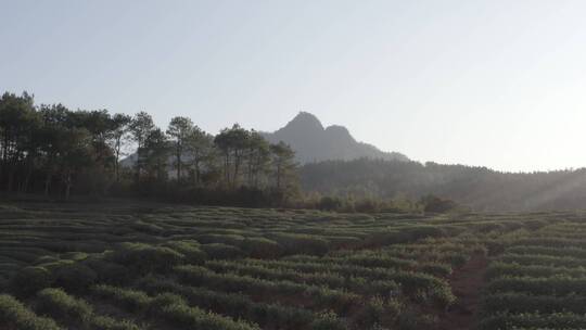 武夷山的茶田