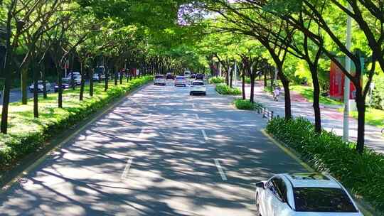 海南三亚城市道路上茂密森林下行驶的轿车