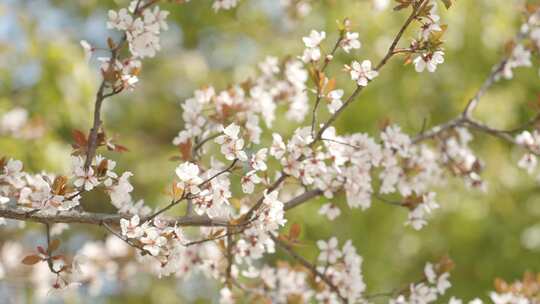 春天春暖花开白色花朵桃花樱花空镜