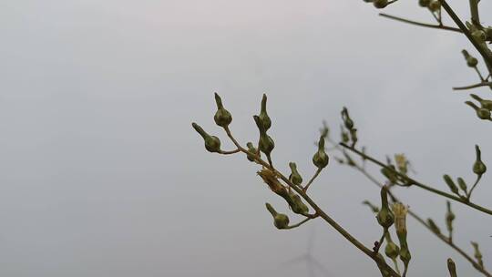 绿植植物视频素材模板下载