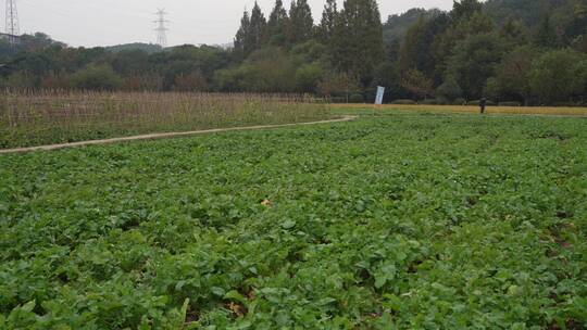 杭州玉皇山八卦田遗址公园