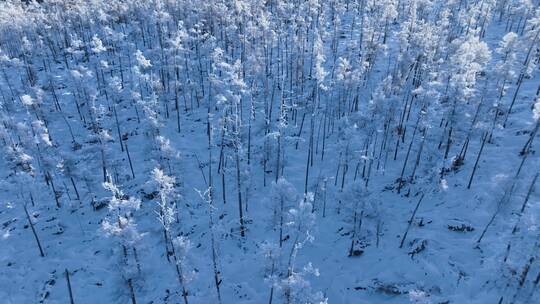 航拍林海雪原银色松林