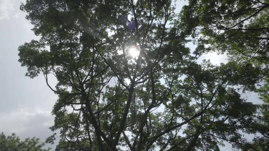参天大树绿色环保自然百年树木阳光意境未来视频素材模板下载