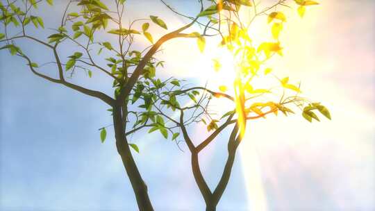 树苗在阳光下生长为大树视频素材模板下载