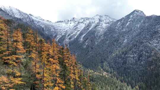 西藏林芝扎贡沟雪山森林草原彩林风景航拍