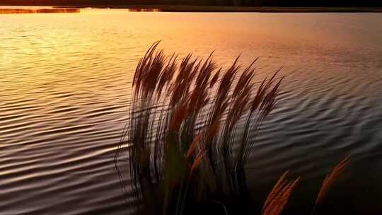 湖畔夕阳下的植物特写