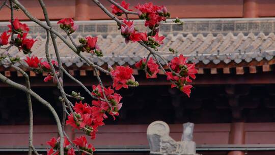 春风中摇曳的木棉花和古建筑
