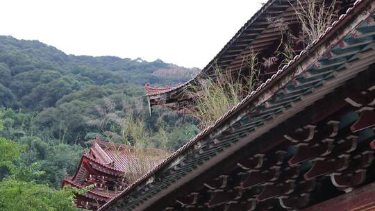中式建筑屋顶瓦片上长草