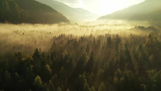 薄雾笼罩的秋林