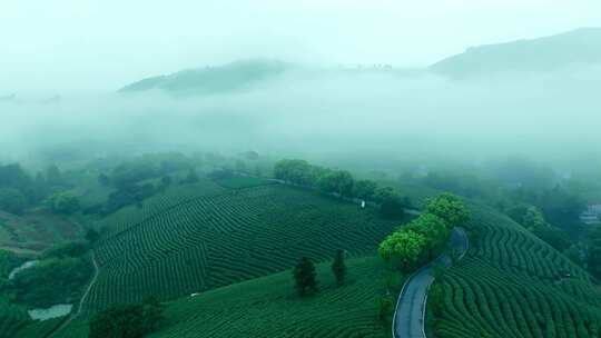 航拍茶山 茶山清晨云雾  云雾茶 茶山宣传片