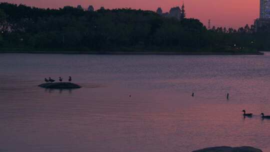 广州海珠湖公园夕阳落日黄昏余晖