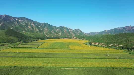 4K航拍向日葵花海    田野 农业种植
