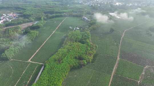 海南白沙茶园清晨平流雾航拍视频素材模板下载