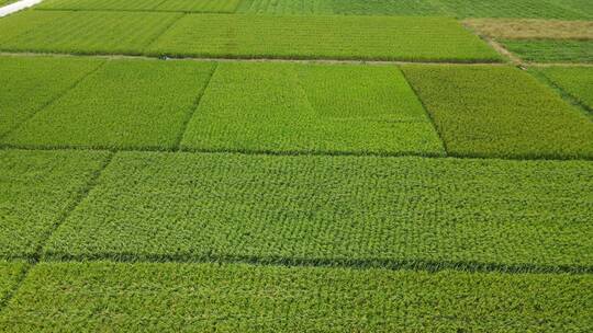 水稻种植航拍