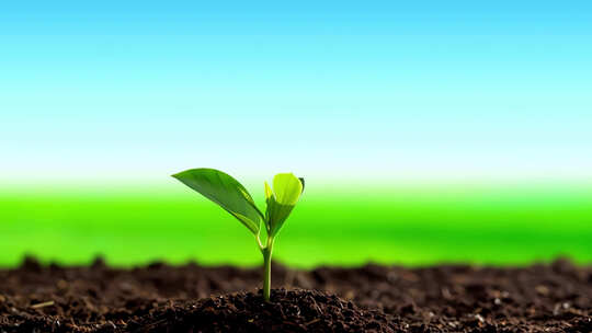 希望的种子茁壮成长