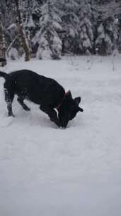 狗在雪地里挖掘