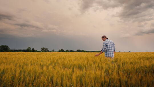 农民站在金黄色的麦田里抚摸小麦