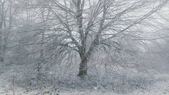 被雪覆盖的大树