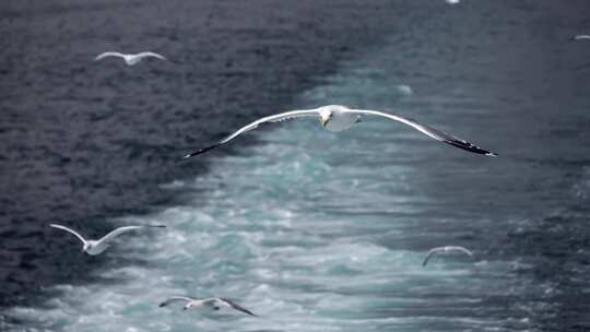 海鸥在蔚蓝的海面上飞翔视频素材模板下载